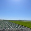 田んぼと潟と青空とおいしいもの