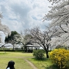 【お出かけスポット】【埼玉県】【狭山市】智光山公園にお花見に行ってきました✨