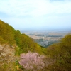 東北縦断ひとり旅⑭　春の山野草in弥彦山