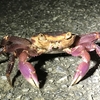 カクレイワガニ