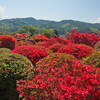 鶴峰公園のツツジ