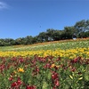 可睡ゆりの園（静岡県袋井市）-一面満開のゆりの花畑