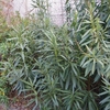 Nerium oleander var. indicum　キョウチクトウ