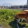ゴールデンウィーク3日目は涼を求めて三島市の「源兵衛川」へ