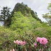 新緑とシャクナゲの稲村ケ岳