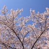 私『実家の桜の木を伐採してほしい』知人「ＯＫ」→近所の飲食店「うちの店は借景としてあの桜が名物になっているのに！キャンセル料払え！！」私『えっ』→結果・・・
