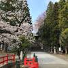 仙台東照宮の桜