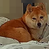 お留守番の日々、だよ