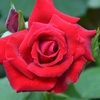 赤バラも素敵！・・・‘アンクルウォーター’