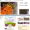 2024年の芝桜の会の活動 - 花いっぱい 浦安 2024