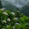 畑迫の紫陽花【津和野町】
