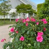 高岡おとぎの森公園　初夏のバラ園へ