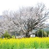 「一心行の大桜」満開も…　熊本・南阿蘇村の名所