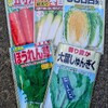白菜の種を蒔く