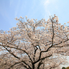 大阪城の桜　（その４）