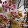 「樹木公園」でお花見（火打谷菊桜）