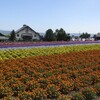 富良野、ファーム富田