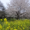 桜は日本人の心のふるさと