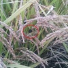近くの田んぼに稲麹が発生しています。うちには来てませんがドキドキです(^▽^;)