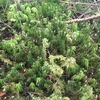 登山をしていると苔が気になる