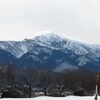 雪中のマンサクの蕾まだ硬し。
