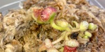 セファロタス成長記録=2026/9月29日 #食虫植物 #icos #BGM #ボカロ #初音ミク
