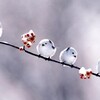 まんまるまっしろな雪の妖精さんが可愛すぎる