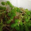 🌵多肉植物　セダムさん？かなぁ🙄🌵
