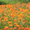 馬入ふれあい公園、鳥撮を諦めお花畑の写真を撮る