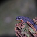 小さな島の生き物屋