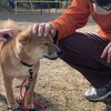 犬って素晴らしい！　ただそれだけを伝えたい🍀