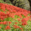 幸手権現堂堤曼珠沙華祭り