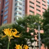 　六本木けやき坂通りの花壇で咲いていた黄色い彼岸花です。  #六本木 #けやき坂 #彼岸花 #ヒガンバナ #夏の思い出 