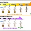 育毛剤セファニーズ5α｜ヘアサイクルの乱れは薄毛の天敵！