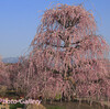 鈴鹿の森庭園