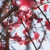 特にネタなし（今年は梅の開花も遅れ気味）