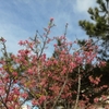 【沖縄生活】黄金森（クガニムイ）公園～寒緋桜とメジロ