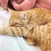 チャチャさんお迎え210日目