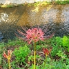 秋の草花を探しに五条川沿いを散策