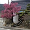 紅梅