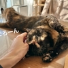 愛猫るるもなの朝のご機嫌タイム♪