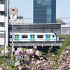 東京都目黒区中目黒の八重桜とS-TRAIN