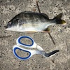 2024年5月5日 浜名湖1 （餌釣り）