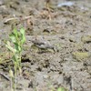 オジロトウネン　繁殖羽