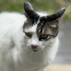 今朝の野良猫たち