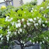 実家庭のドウダンツツジとツツジの開花状況2025年4月下旬