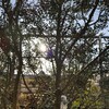 元旦の朝日