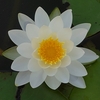 光と影と睡蓮（スイレン）の花の隠れスポット【生駒市 小明池】