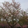 【葉桜の季節に】今日の出来事箇条書き