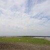 他地域のコアジサシ　検見川浜コアジサシ保護区の様子